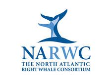 north atlantic right whale consortium